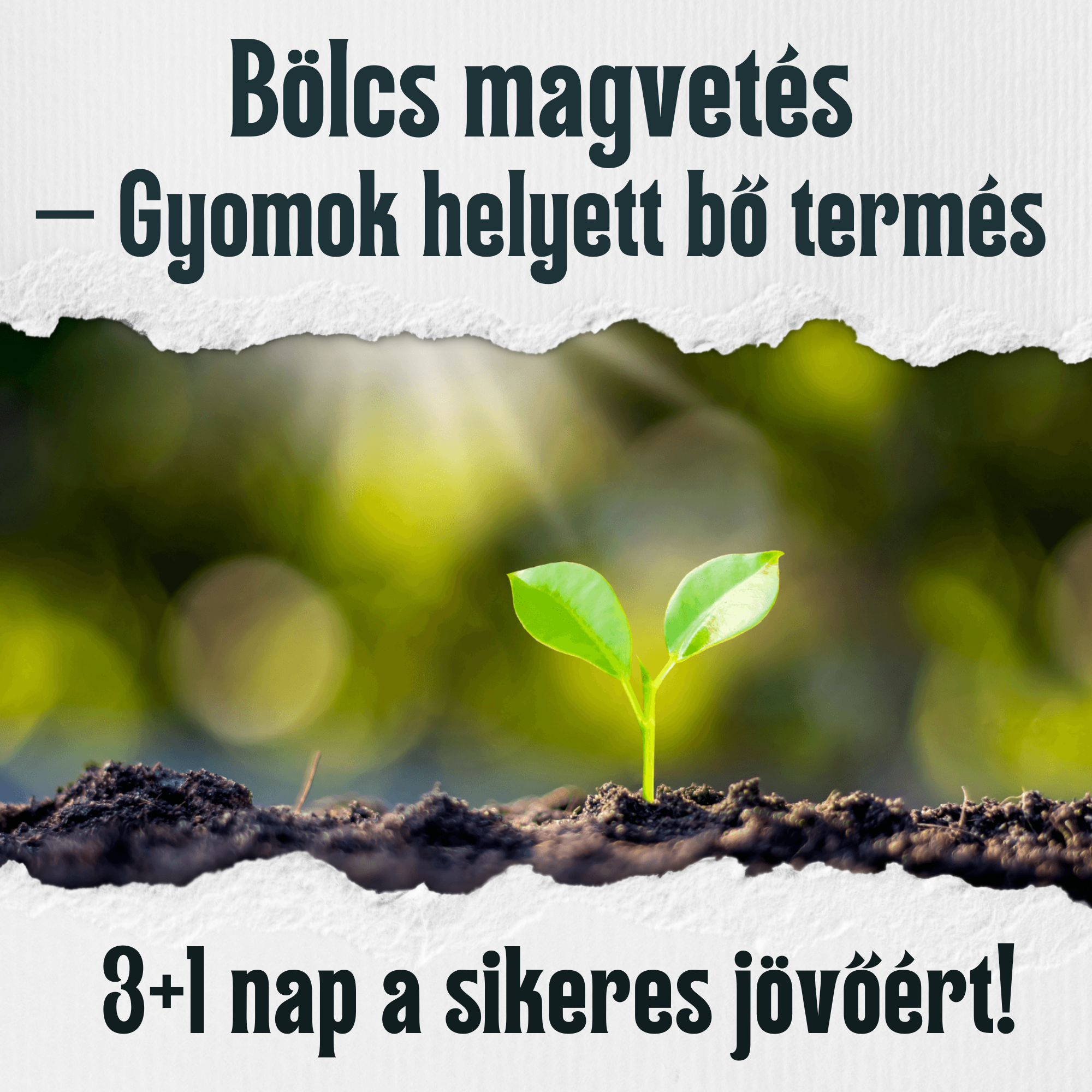 Bölcs magvetés – Gyomok helyett bő termés